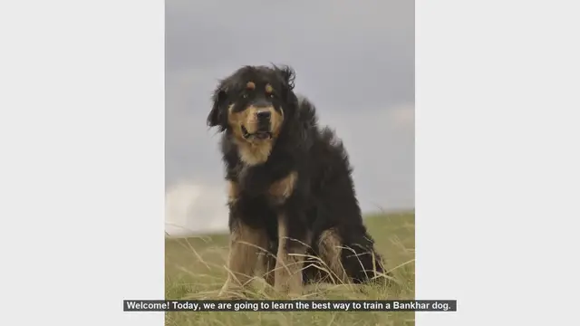 Video thumbnail for How to Train Your Bankhar Dog: Tips for Success