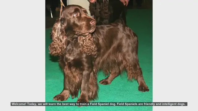 Video thumbnail for Effective Training Tips for Your Field Spaniel