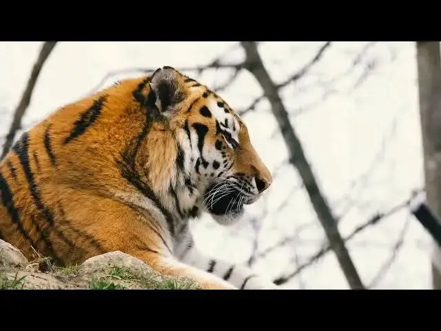 Video thumbnail for How the Length of a Tiger’s Canines Affects Its Diet?