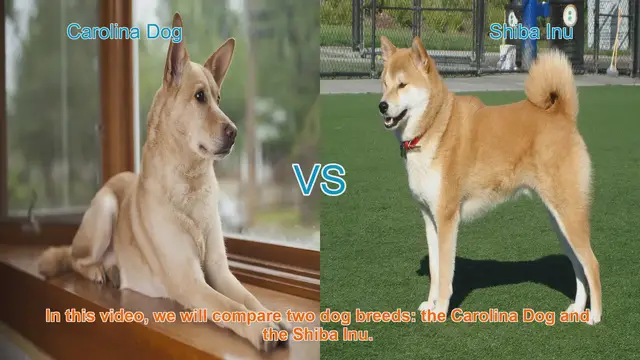 Video thumbnail for Carolina Dog vs. Shiba Inu: Breed Comparison