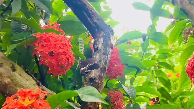 Video thumbnail for Beautiful butterfly on flower!