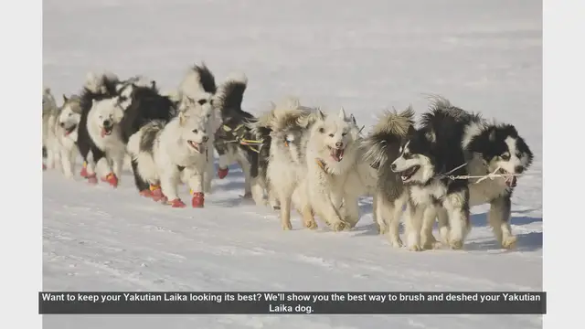 Video thumbnail for How to Brush and Deshed Your Yakutian Laika: Step-by-Step Guide