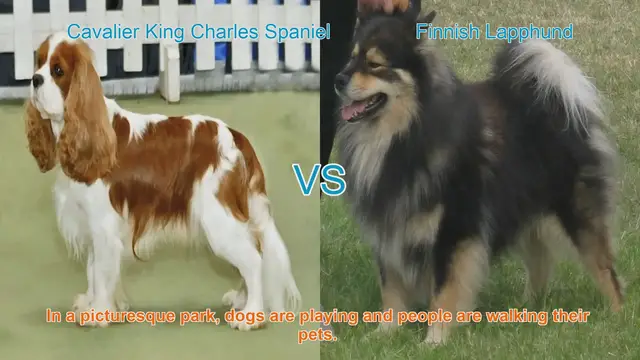 Video thumbnail for Cavalier King Charles Spaniel vs. Finnish Lapphund: A Comparison of Long-Haired Dog Breeds