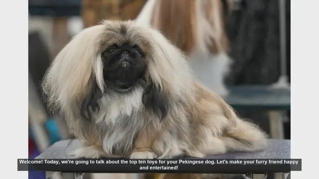 Video thumbnail for Top 10 Toys to Keep Your Pekingese Dog Happy and Entertained!