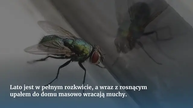 Video thumbnail for Nie zobaczysz już much w swoim domu ze sztuczką ze szklanką wody