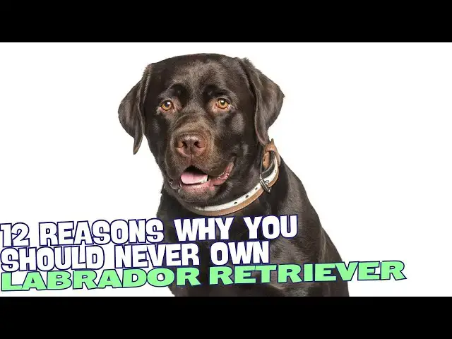 Video thumbnail for 12 Reasons Why You Should Never Own a Labrador Retriever 🐶