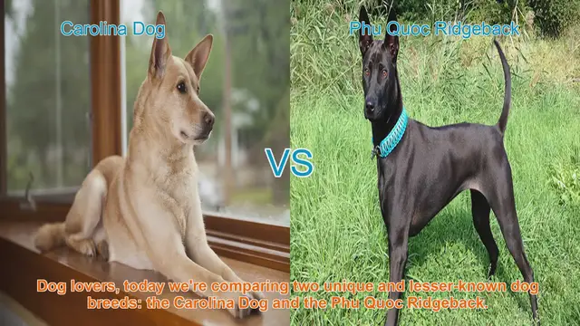 Video thumbnail for Carolina Dog vs. Phu Quoc Ridgeback: A Unique Breed Comparison
