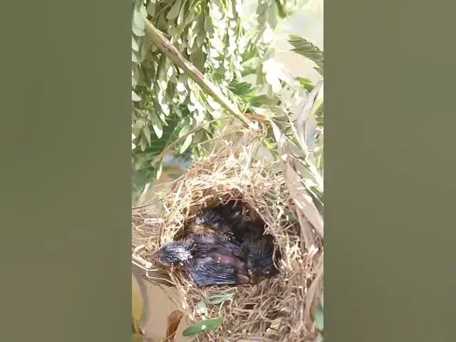 Video thumbnail for wild small baby birds (EP-53)  #birds #nature #birdfeeding #birdwatching  #birdslover #babybirds