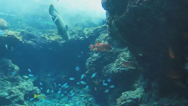 'Video thumbnail for Best Schooling Fish: Creating Stunning Displays in Aquarium'