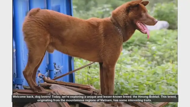 Video thumbnail for Hmong Bobtail: Pros and Cons of This Unique Breed