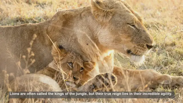 Video thumbnail for 10 Surprising Facts About Lion Agility: Nature's Ultimate Predators