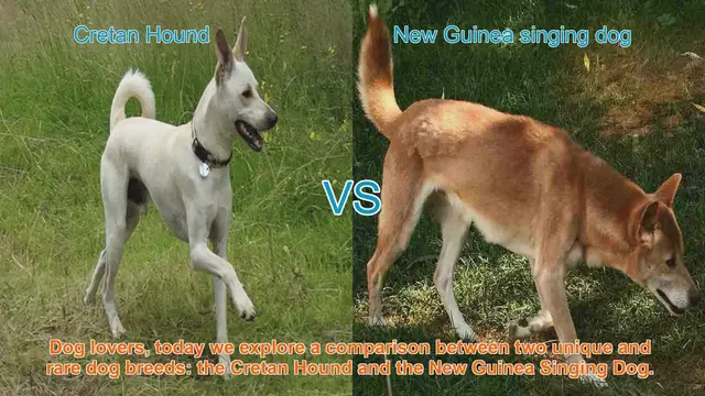 Video thumbnail for Cretan Hound vs. New Guinea Singing Dog: A Unique Breed Comparison