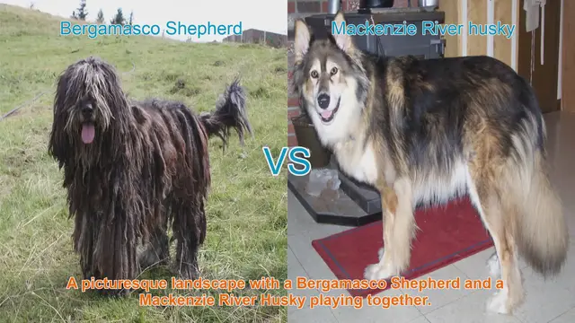 Video thumbnail for Comparing Bergamasco Shepherd and Mackenzie River Husky: A Unique Breed Comparison