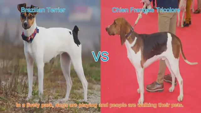 Video thumbnail for Breed Battle: Brazilian Terrier vs. Chien Français Tricolore