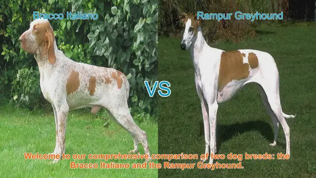 Video thumbnail for Bracco Italiano vs. Rampur Greyhound: A Comprehensive Breed Comparison