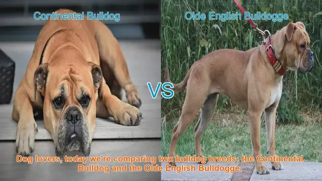Video thumbnail for Comparing Continental Bulldog and Olde English Bulldogge: A Guide for Dog Lovers