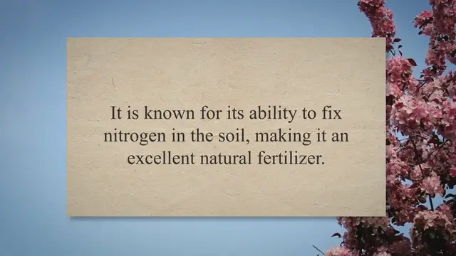 'Video thumbnail for The Luck of the Clover: A Guide to Understanding and Utilizing its Meaning in Your Garden'