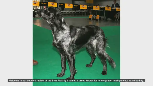 Video thumbnail for Blue Picardy Spaniel: The Ultimate Guide to This Elegant and Versatile Breed