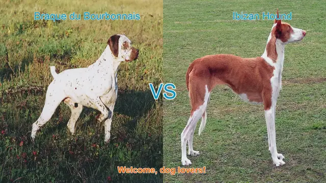 Video thumbnail for Braque du Bourbonnais vs. Ibizan Hound: A Comparative Guide for Dog Lovers