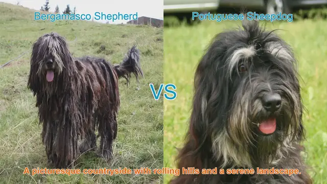 Video thumbnail for Long-Haired Dog Breeds: Bergamasco Shepherd vs. Portuguese Sheepdog