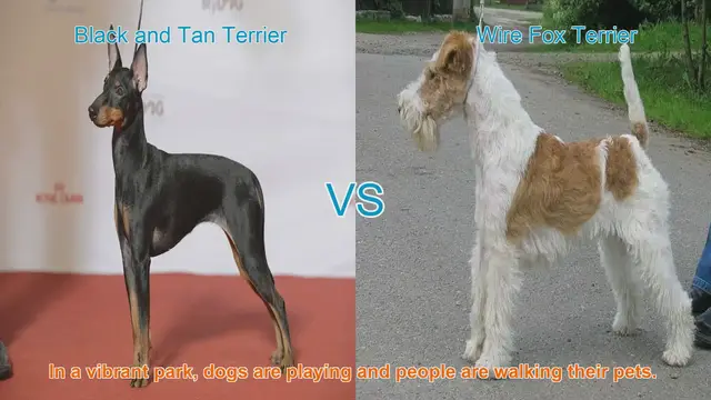 Video thumbnail for Black and Tan Terrier vs. Wire Fox Terrier: A Comparison