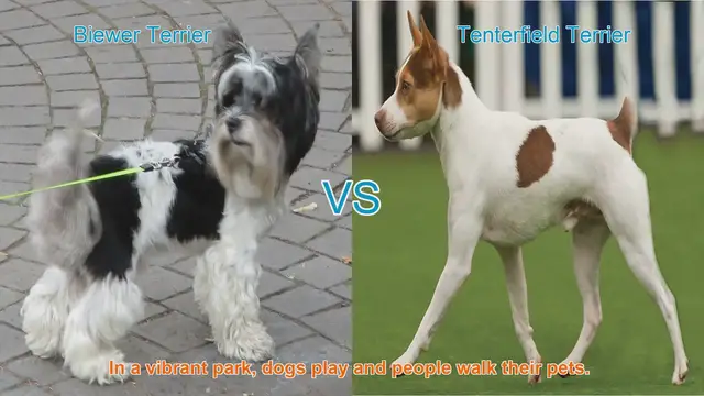 Video thumbnail for Biewer Terrier vs. Tenterfield Terrier: A Comparison of Two Playful Breeds