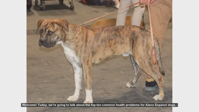 Video thumbnail for Top 10 Common Health Problems in Alano Español Dogs