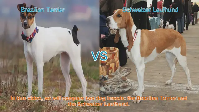 Video thumbnail for Brazilian Terrier vs. Schweizer Laufhund: A Comprehensive Comparison