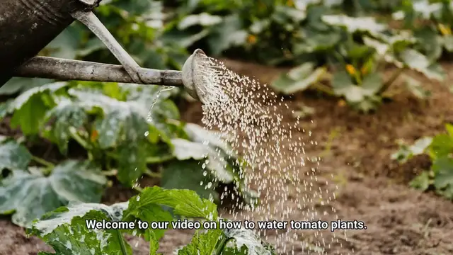 Video thumbnail for How to Water Tomato Plants?
