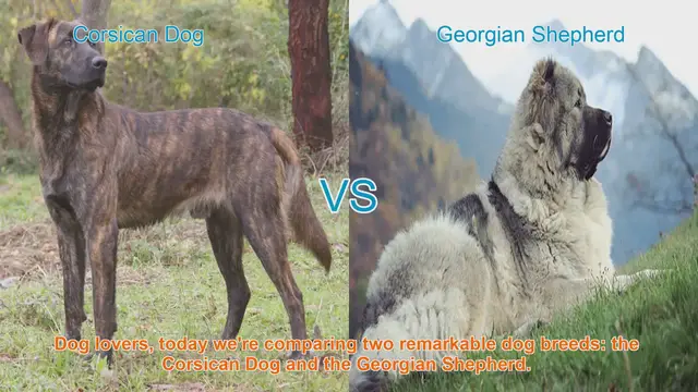 Video thumbnail for Corsican Dog vs. Georgian Shepherd: A Comparison of Remarkable Dog Breeds
