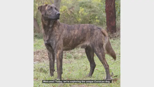 Video thumbnail for Top 10 Fascinating Facts About the Corsican Dog (Cursinu)