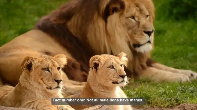Video thumbnail for 10 Surprising Facts About Lion Manes