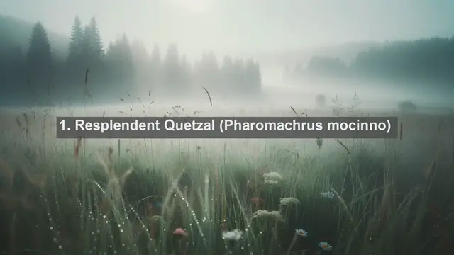 Video thumbnail for Exploring Mexico's Avian Wonders: Top 10 Native Birds of Mexico