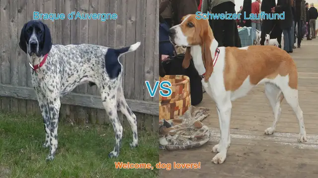 Video thumbnail for Braque d'Auvergne vs. Schweizer Laufhund: A Comparison of Two Unique Dog Breeds