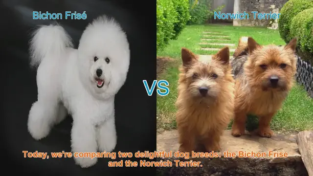 Video thumbnail for Bichon Frisé vs. Norwich Terrier: A Comprehensive Comparison