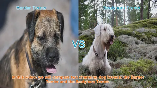 Video thumbnail for Border Terrier vs. Sealyham Terrier: A Comparison of Charming Dog Breeds