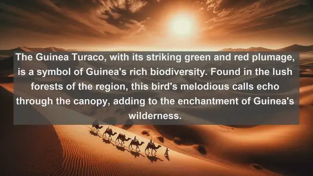 Video thumbnail for Top 10 native birds in Guinea