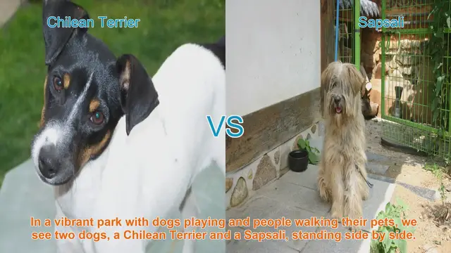 Video thumbnail for Comparing Chilean Terrier and Sapsali: A Guide to Choosing the Right Dog Breed