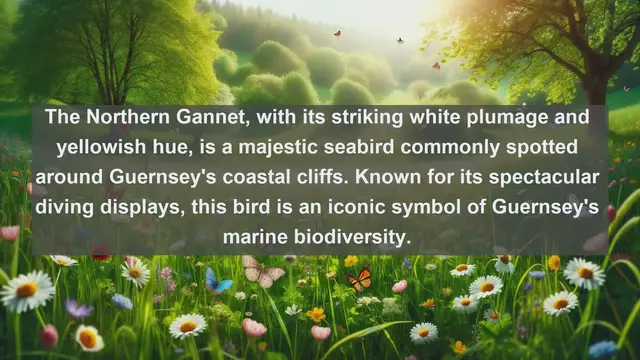 Video thumbnail for Wings of Guernsey: Exploring the Island's Top 10 Native Birds