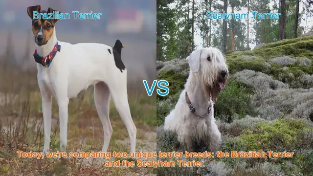 Video thumbnail for Terrier Showdown: Brazilian vs. Sealyham