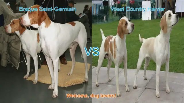 Video thumbnail for Dog Breed Comparison: Braque Saint-Germain vs. West Country Harrier