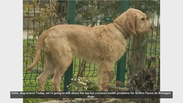 Video thumbnail for Top 10 Health Issues in Griffon Fauve de Bretagne Dogs