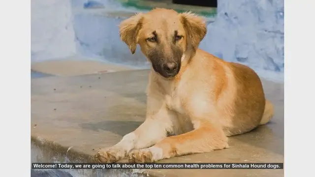 Video thumbnail for Top 10 Common Health Problems in Sinhala Hound Dogs