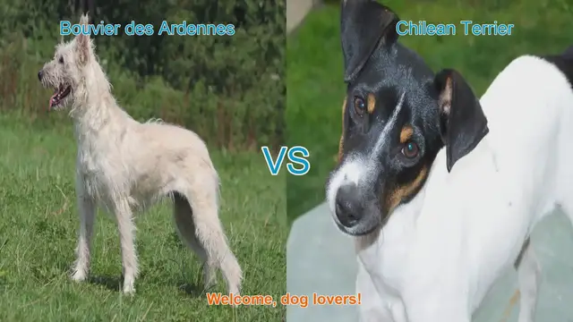 Video thumbnail for Bouvier des Ardennes VS Chilean Terrier