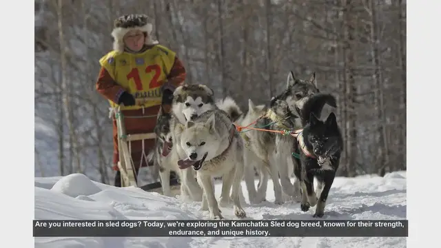 Video thumbnail for Discover the Remarkable Kamchatka Sled Dog: Strength, Endurance, and Loyalty