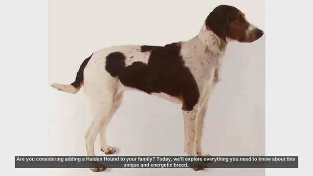 Video thumbnail for Halden Hound: Everything You Need to Know About This Energetic Breed