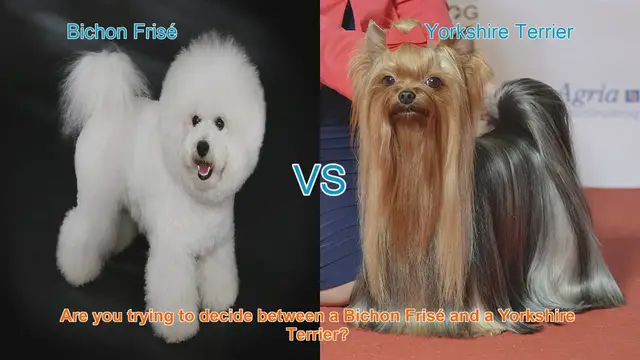 Video thumbnail for Bichon Frisé vs. Yorkshire Terrier: A Comprehensive Comparison