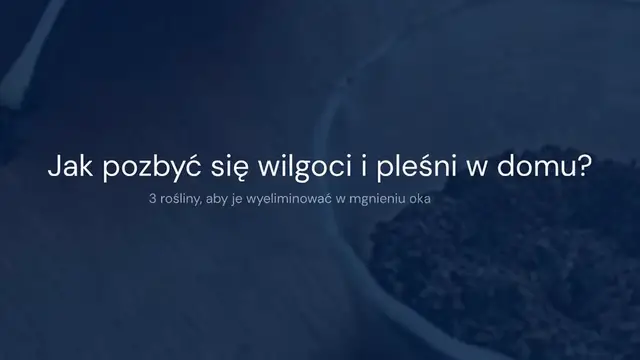 Video thumbnail for Jak pozbyć się wilgoci i pleśni w domu? 3 rośliny, aby je wyeliminować w mgnieniu oka
