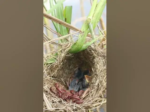 'Video thumbnail for Babies Bird Eating Worm in Nest #027  #birdfeed #nature #electriceels #birdfeeder #birdslover'