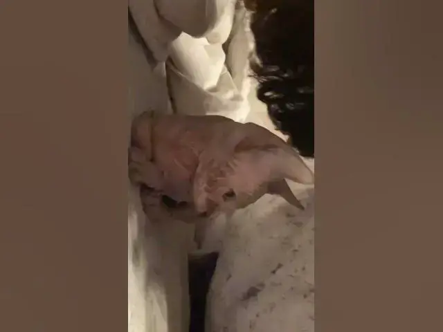 Video thumbnail for Joining Yoda in my life😇